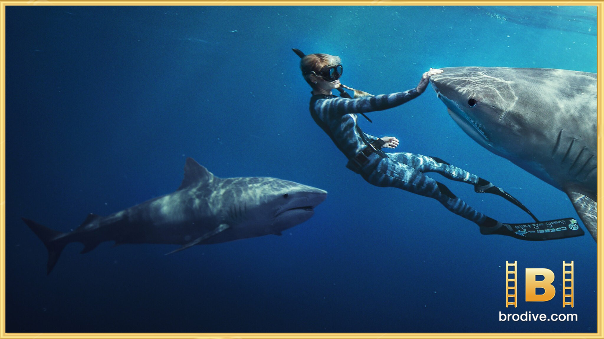 Shark-Whisperer-คนรักษ์ฉลาม-brodive-1