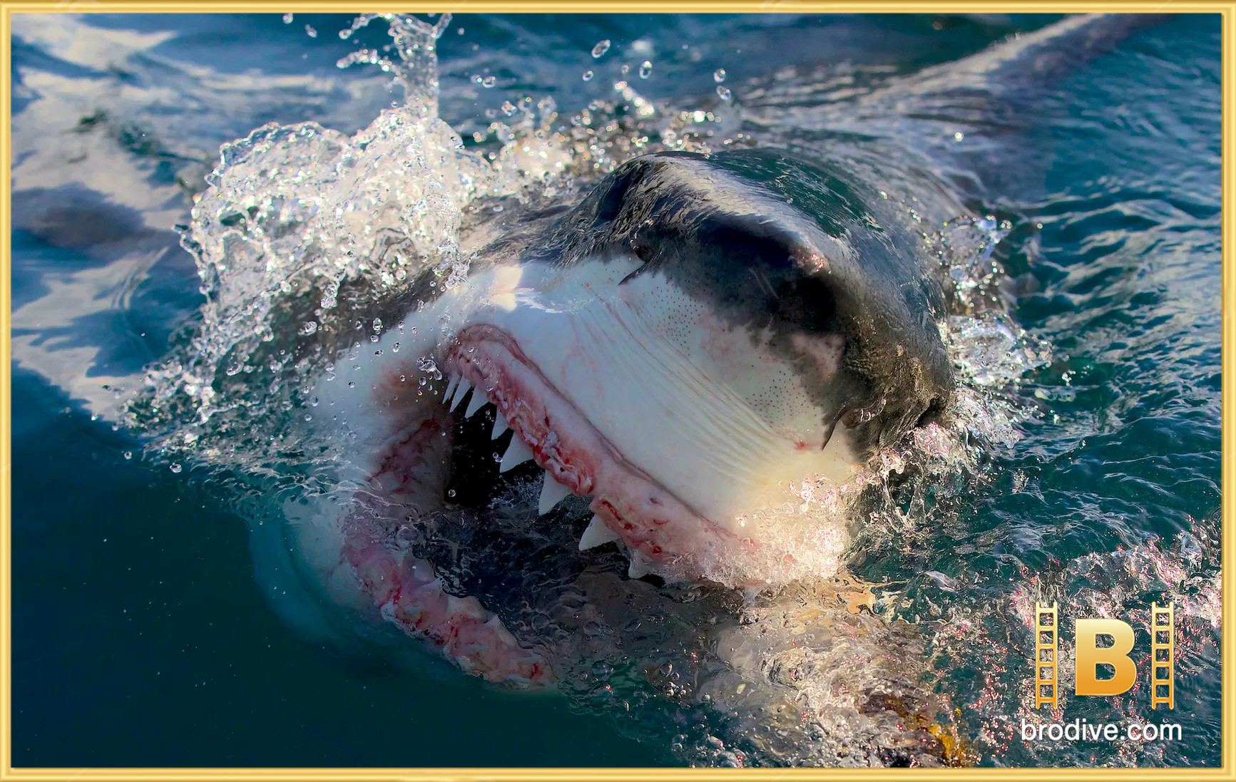 Shark-Whisperer-คนรักษ์ฉลาม-brodive-2