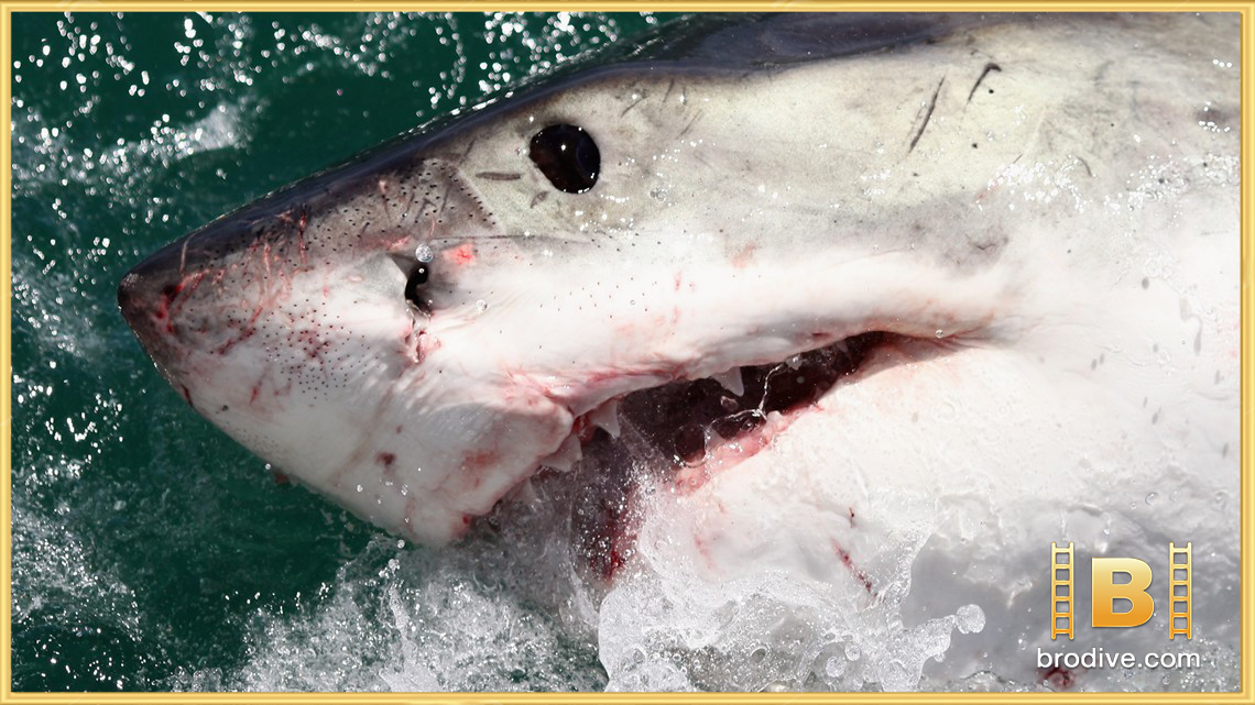 Shark-Whisperer-คนรักษ์ฉลาม-brodive-3